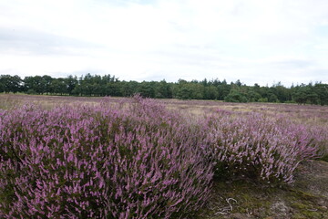 Dutch wild pink heathland flowers