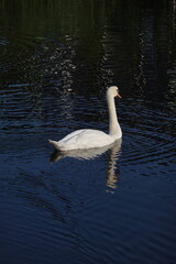 Fototapeta premium White swan on the water