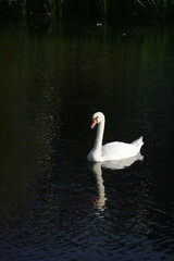 Fototapeta premium White swan on the water