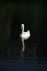 Obraz premium White swan on the water