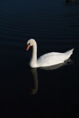 White swan on the water