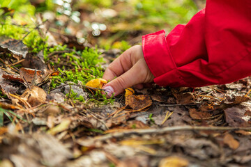 Hand picking chanterelles