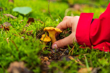 Hand picking chanterelles