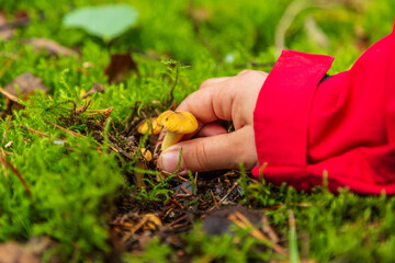Hand picking chanterelles