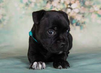 American Staffordshire Bull Terrier dog puppy on green background