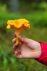 Hand picking chanterelles