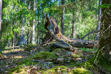 Large root trap in a fir forest