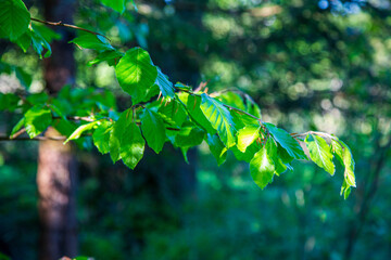 Fresh beech leaves in the spring