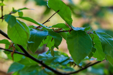 Fresh beech leaves in the spring