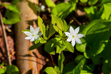 Small white blooming arctic starflowers in the spring