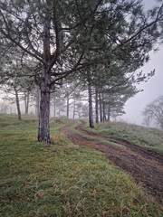 Obraz premium Winding dirt path uphill through a forested area with tall pine trees. Misty scene, tranquil atmosphere with ground is covered in green frosted grass.