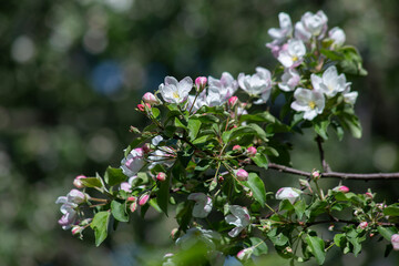 Green background of Close up Apple blossoms in spring in the garden