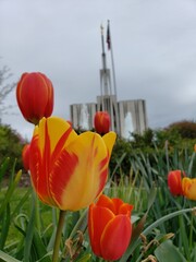 red and yellow tulip