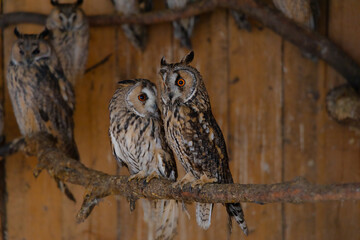 owl couple of birds animal rescue shelter concept photography