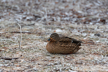 A female mallard near a hillside in a park in winter. The duck, close-up, sits on frozen ground among frost-covered grass and fallen leaves. There are icy droplets of water on the bird's plumage