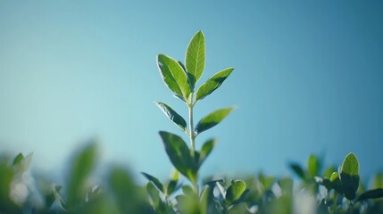 A Single Sprout Reaching for the Sky: A Symbol of Growth and Renewal