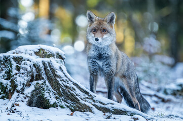 Close-up of redfox in lightly snow covered forest