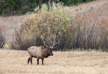 Bull Elk During the Rut in Yellowstone National Park Wyoming in Autumn