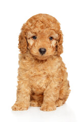 Cute Toy Poodle Puppy Portrait