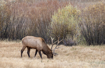 Bull Elk During the Rut in Yellowstone National Park Wyoming in Autumn