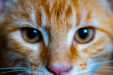 Close-up of ginger cat's face showing eyes, nose, and fur texture. Macro shot for design and print
