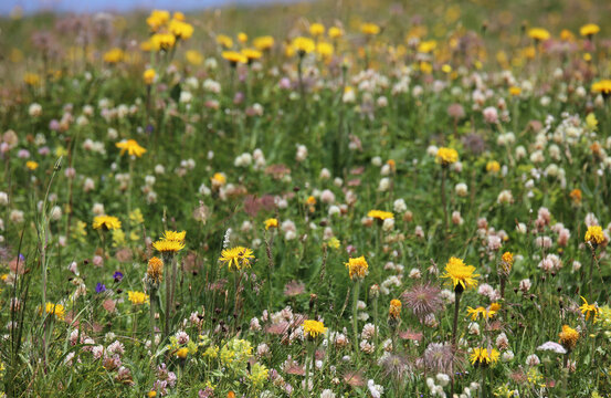wildflowers growing spontaneously in the meadow in the mountains ideal as a background for nature and springtime