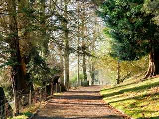 Quiet Pathway in Late Autumn Sunshine
