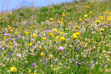 Wildflowers in a blooming meadow in the high mountains during summer