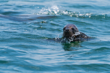 Obraz premium A Peruvian seal is swimming.