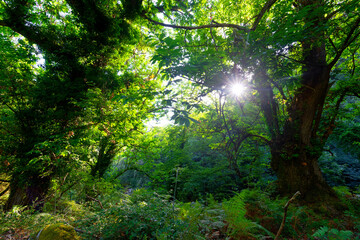 Mountain path to Fiuminale abandoned village in Upper Corsica department