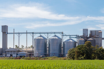 agriculture rice grain storage silos and food production factory on a green rice field with blue...