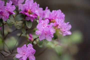 Piink Rododendron, lilac blooming rododendron in the sun