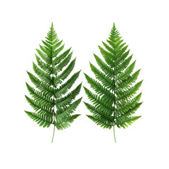 Lush green fern leaves arranged symmetrically, showcasing intricate details and vibrant colors, perfect for nature themed designs or backgrounds