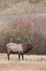 Bull Elk During the Rut in Yellowstone National Park Wyoming in Autumn