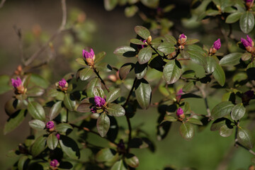 The beginning of flowering of pink rhododendron. Spring flowers.