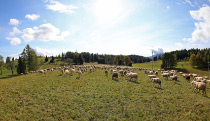Obraz premium Wide angle view of a pasture with a flock of white sheep on a hill