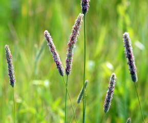 Forage grass timothy (Phleum pratense) grows in the meadow