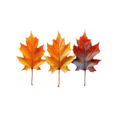 Autumn leaves in vibrant colors of orange, yellow, and red, showcasing beauty of fall foliage. Perfect for seasonal decor or nature themed designs