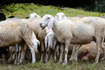 Fototapeta premium fluffy sheep are grazing on the grass in the hills during the summer