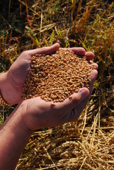 A field of ripe yellow wheat. Harvesting