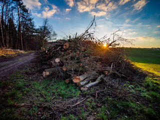 Frisch gefällte und gestapelte Baumstämme am Waldrand