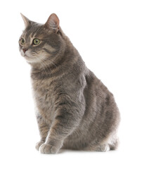 Obraz premium Beautiful grey tabby cat on white background. Cute pet