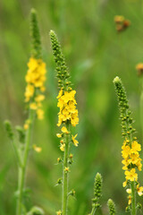 Agrimonia eupatoria blooms among herbs