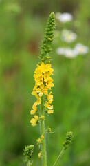 Agrimonia eupatoria blooms among herbs