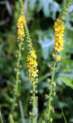 Agrimonia eupatoria blooms among herbs