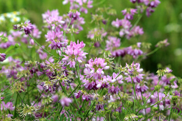 In nature, Securigera varia grows in herbs