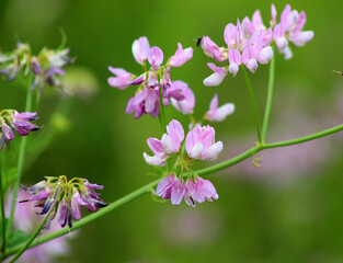 In nature, Securigera varia grows in herbs