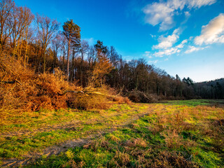 Fototapeta premium Frisch gefällte und gestapelte Baumstämme am Waldrand