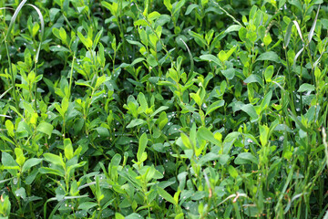 The grass Polygonum aviculare grows in nature