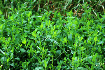 The grass Polygonum aviculare grows in nature